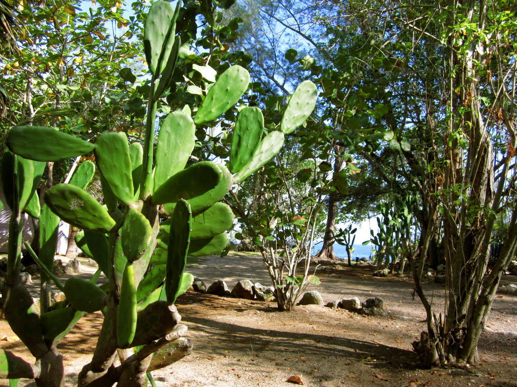 Tingalaya'S Retreat Hotel Negril Exterior photo